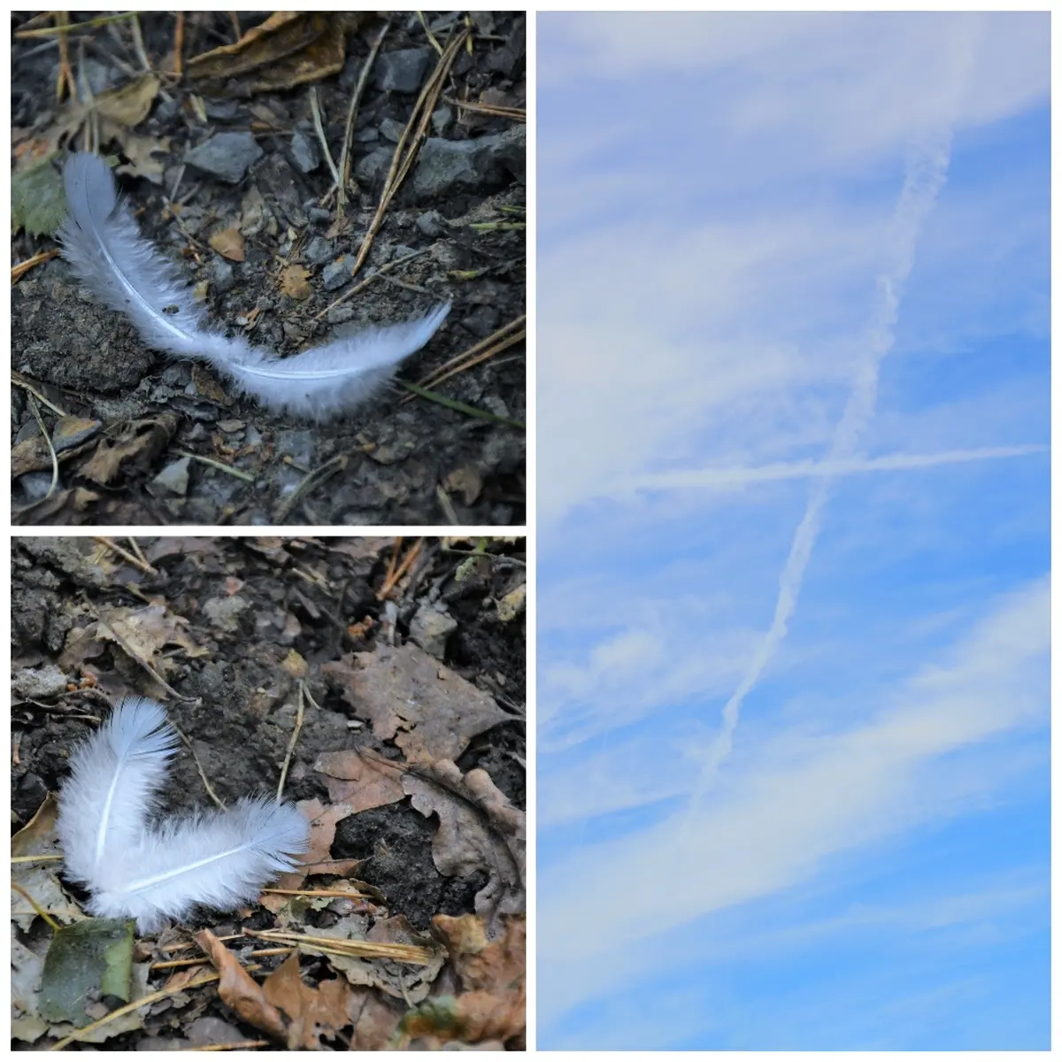 Feder von Samira Müller Fotografie