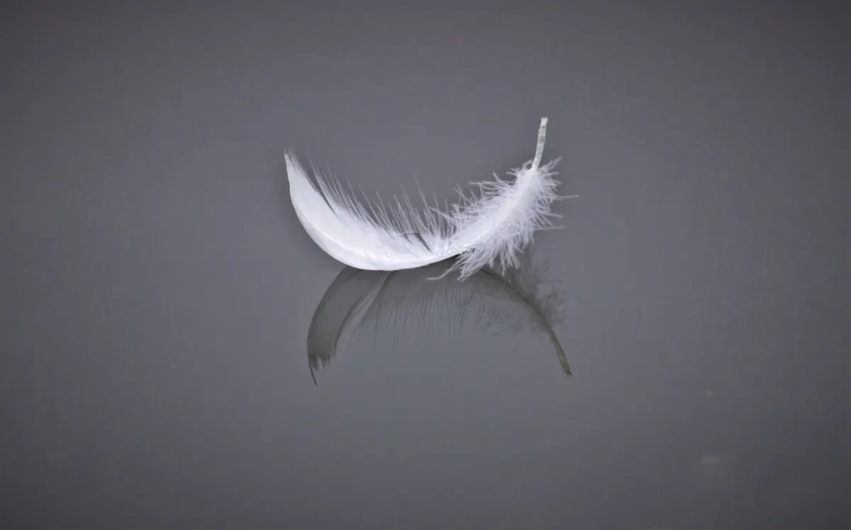 Feder von Samira Müller Fotografie