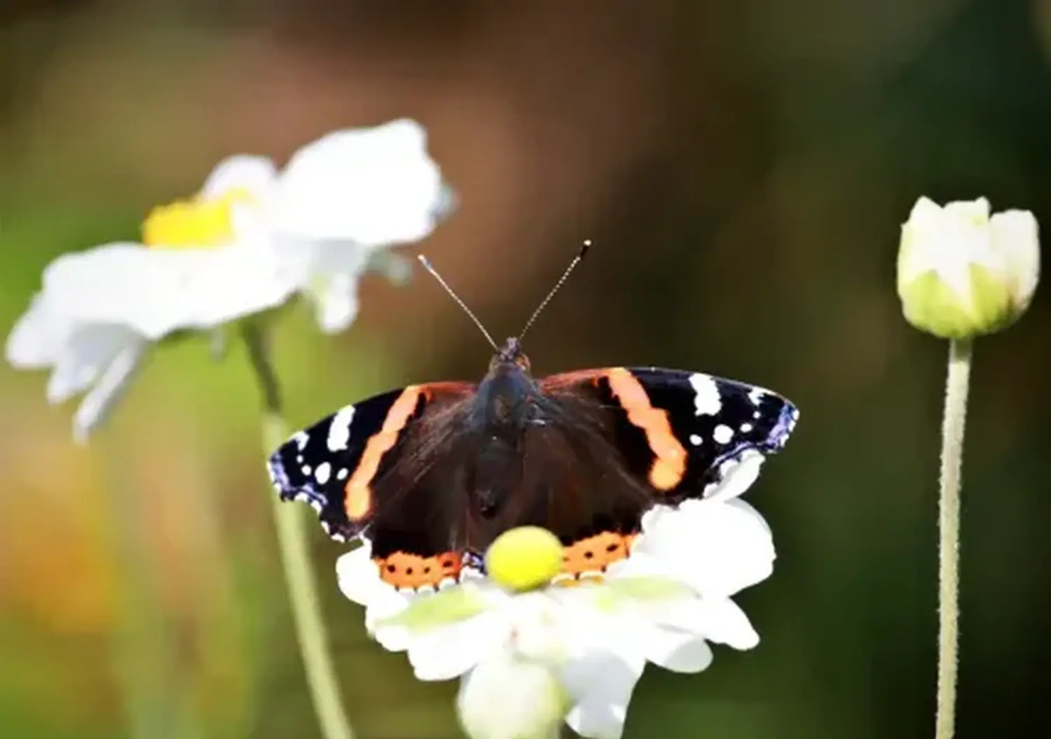 Tierfotografie von Samira Müller Fotografie