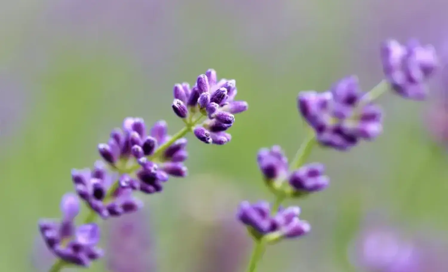 Pflanzen von Samira Müller Fotografie