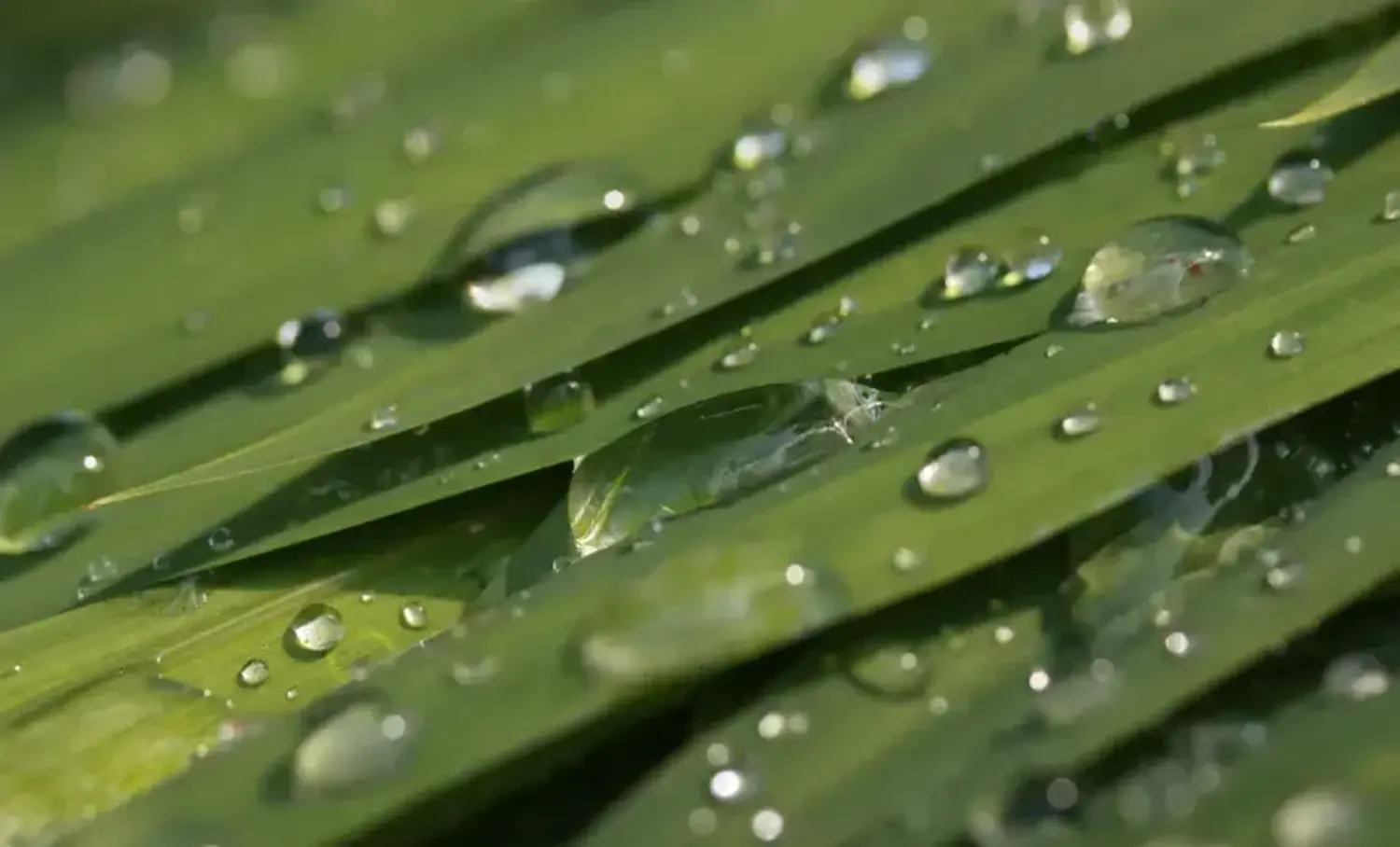 Pflanzen von Samira Müller Fotografie