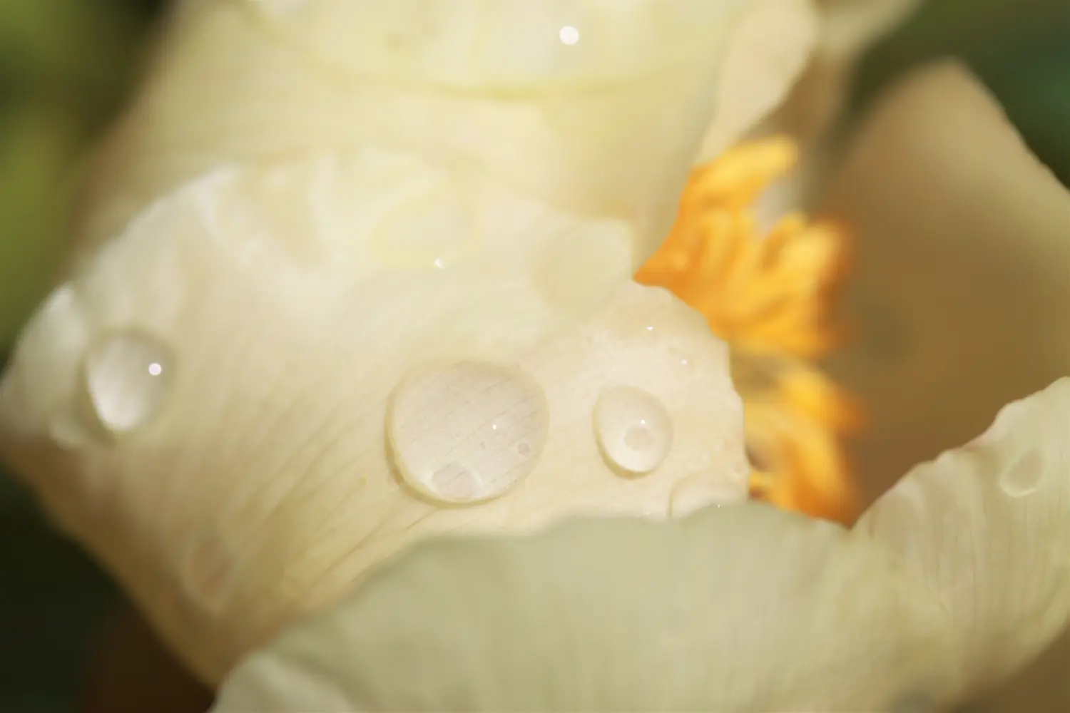 Pflanzen von Samira Müller Fotografie