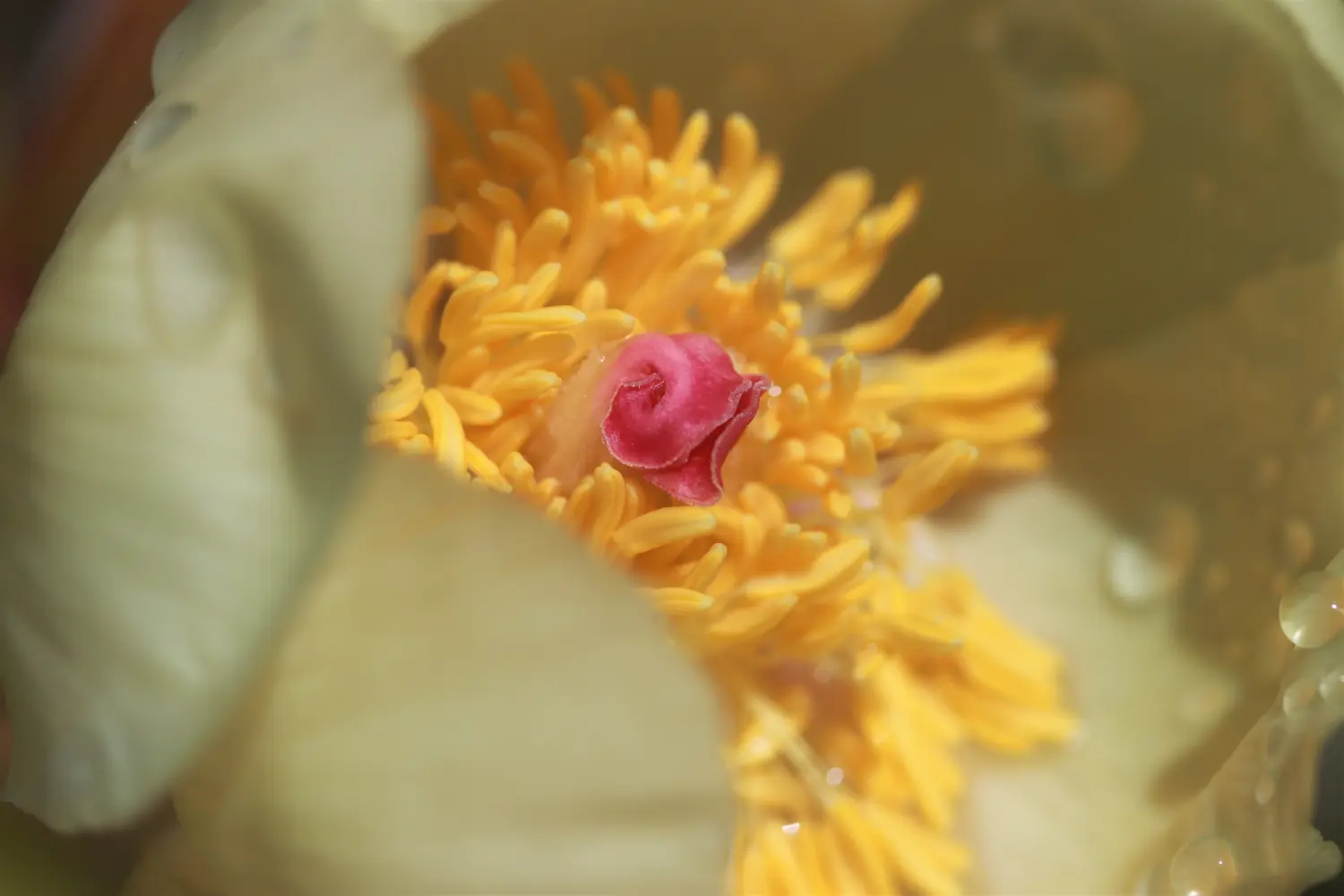 Pflanzen von Samira Müller Fotografie