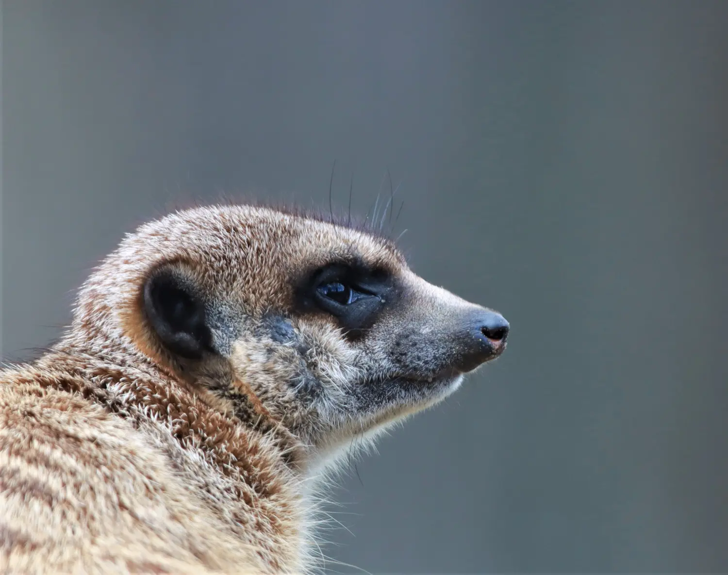 Tierfotografie von Samira Müller Fotografie