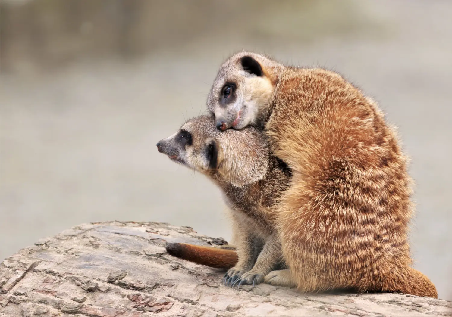 Tierfotografie von Samira Müller Fotografie