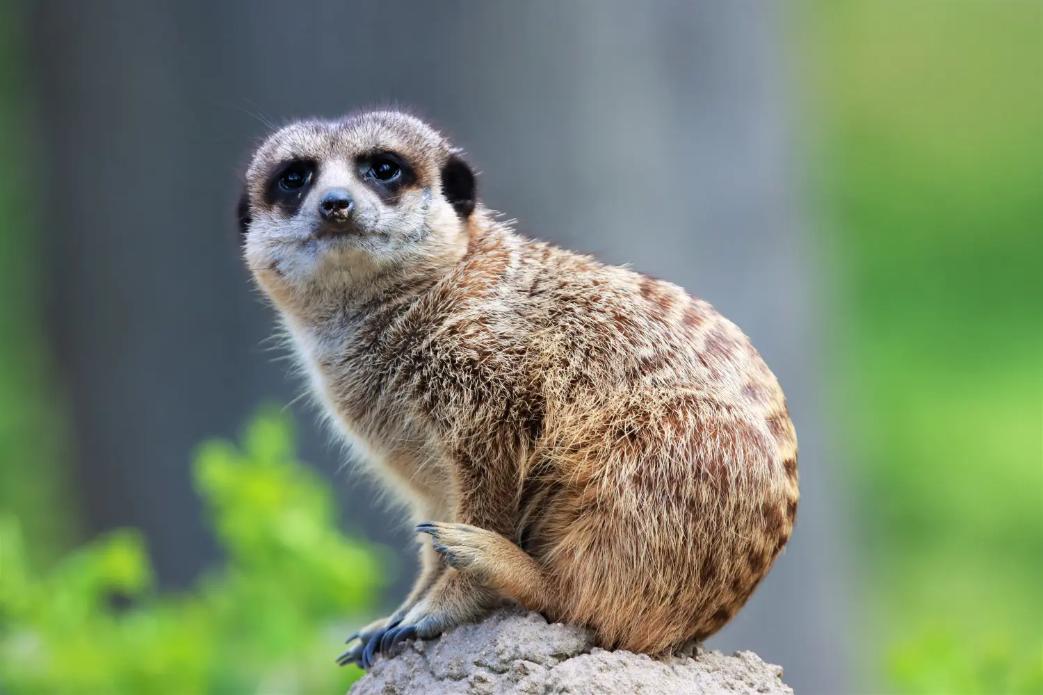 Tierfotografie von Samira Müller Fotografie