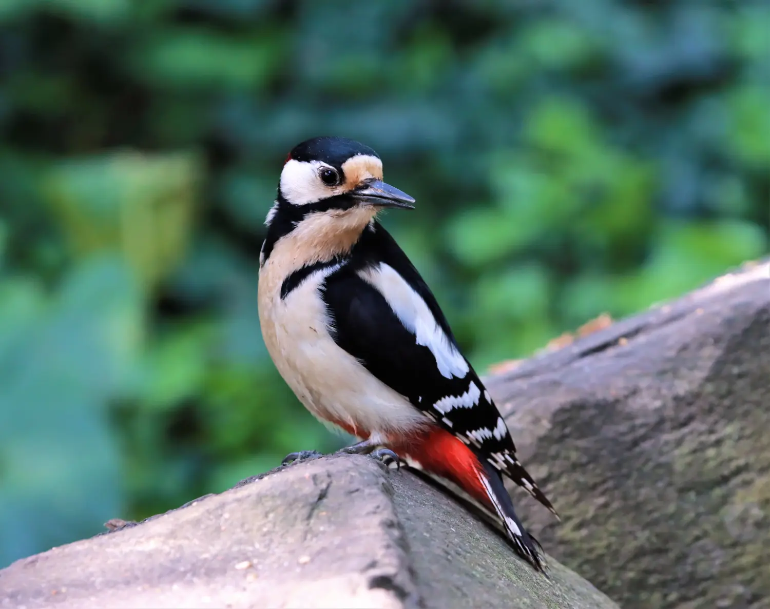 Tierfotografie von Samira Müller Fotografie
