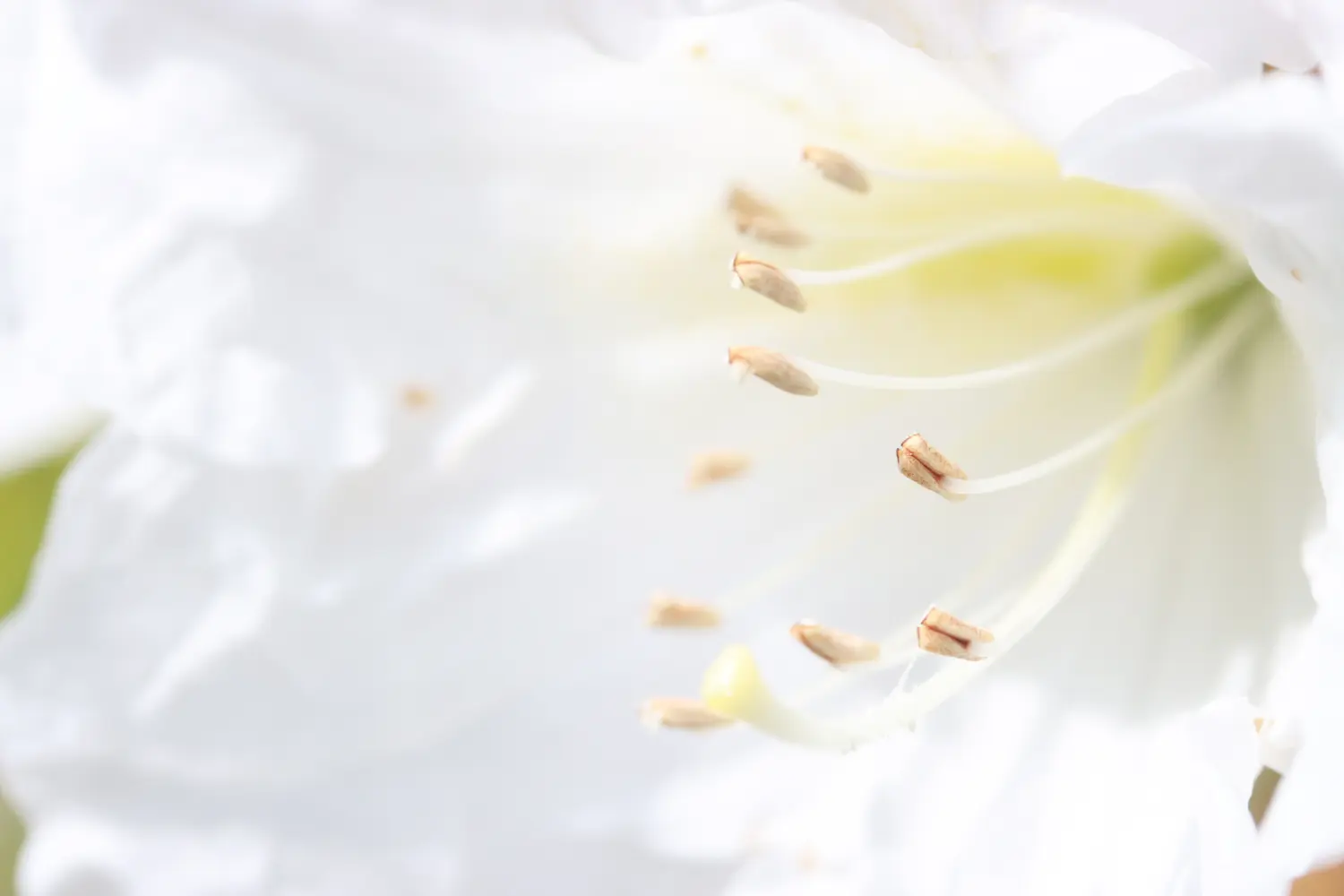 Pflanzen von Samira Müller Fotografie