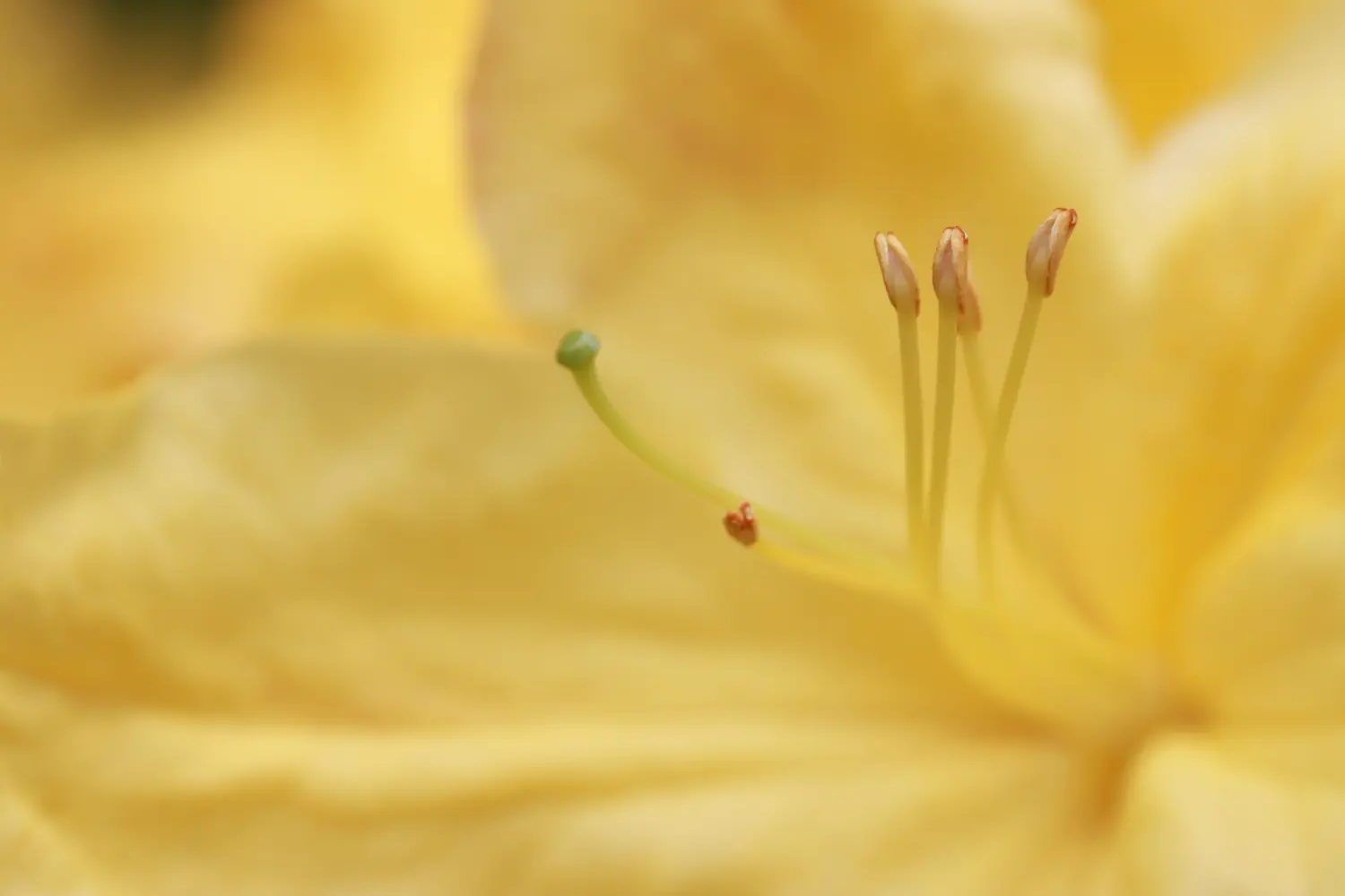 Pflanzen von Samira Müller Fotografie