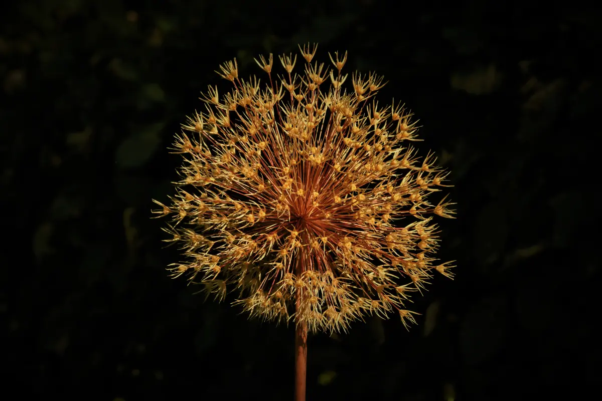 Pflanzen von Samira Müller Fotografie