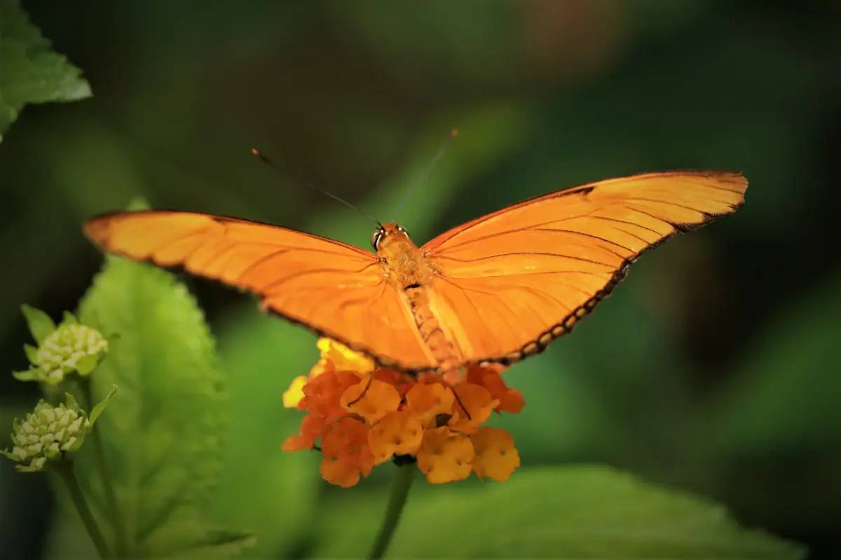 Tierfotografie von Samira Müller Fotografie