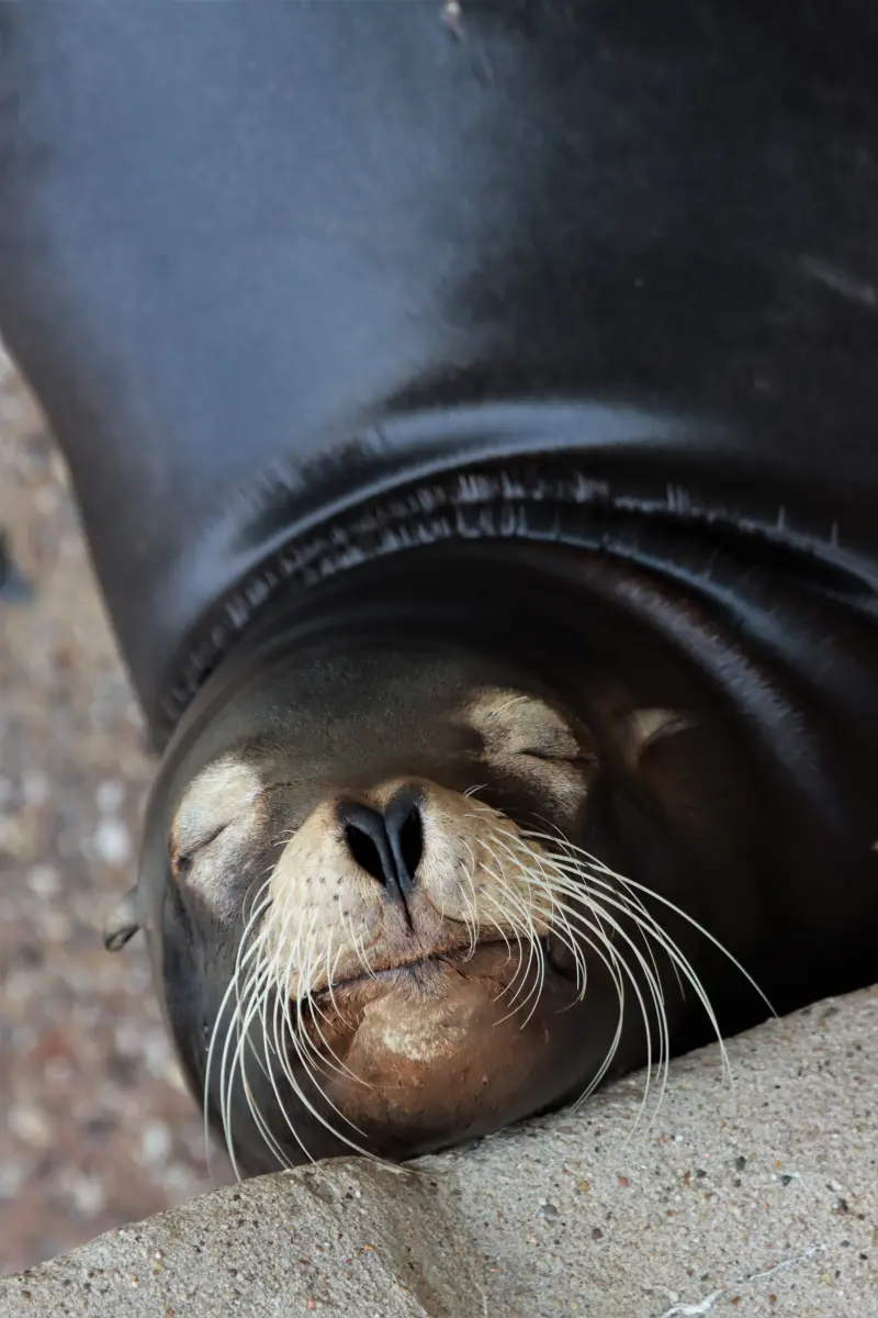 Tierfotografie von Samira Müller Fotografie