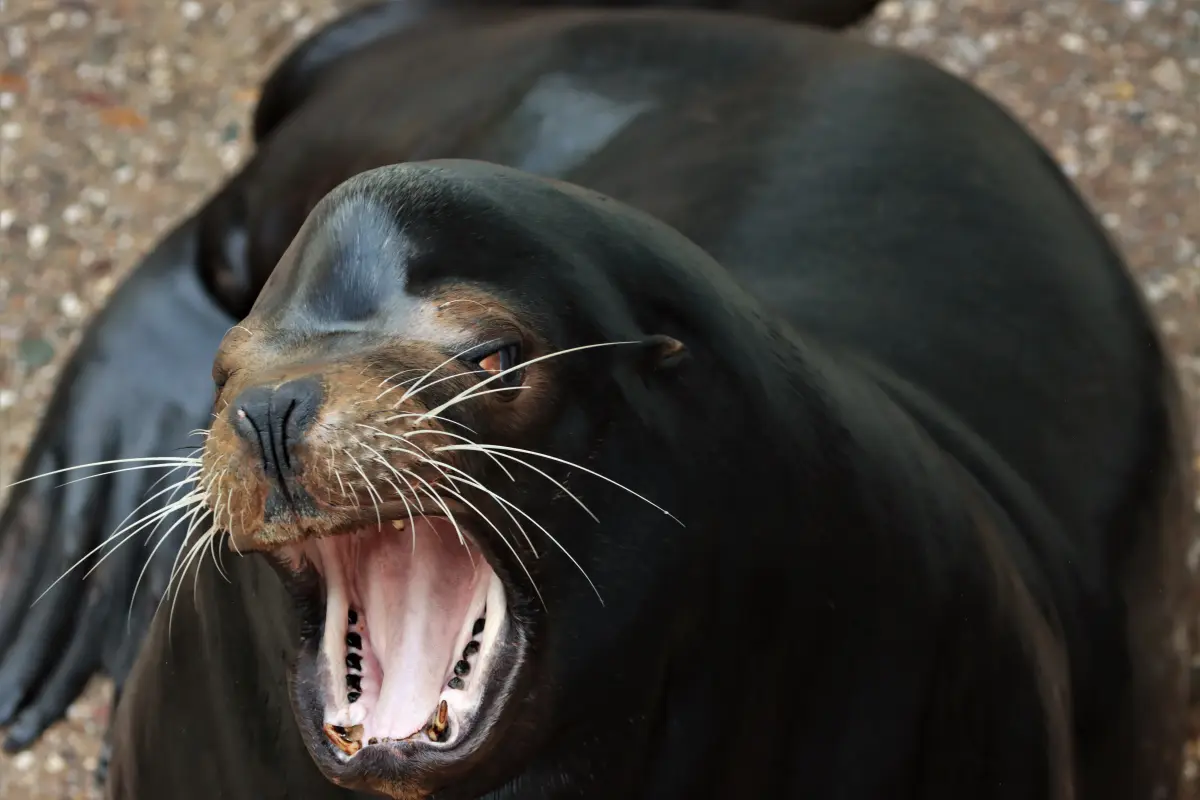 Tierfotografie von Samira Müller Fotografie