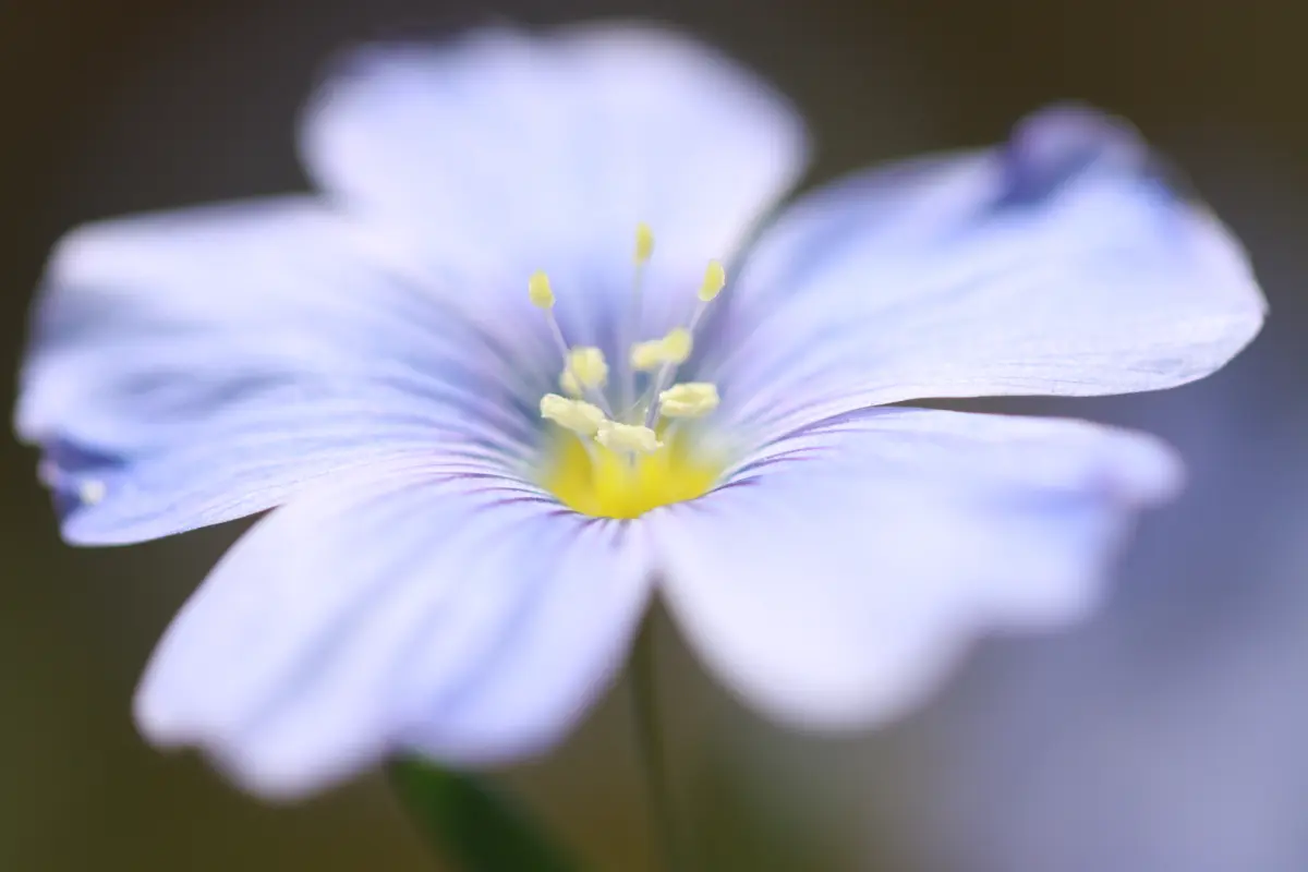 Pflanzen von Samira Müller Fotografie