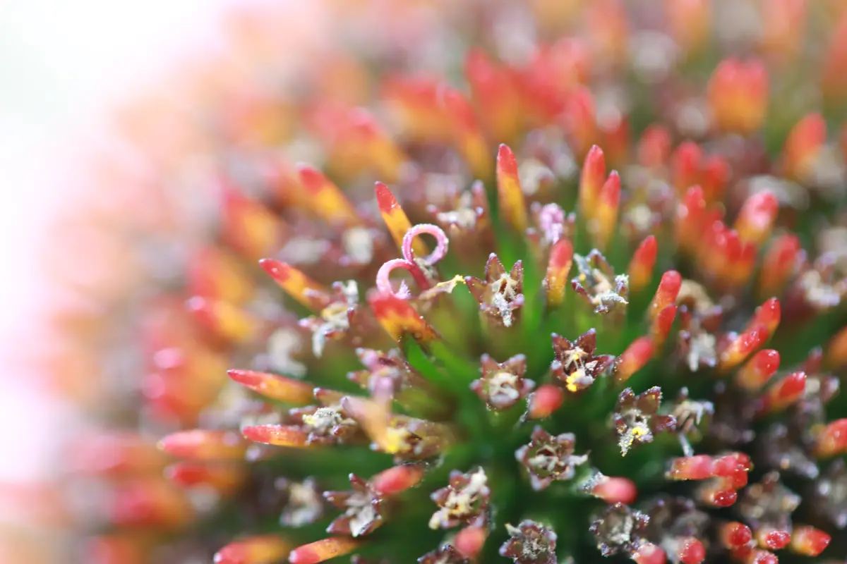 Pflanzen von Samira Müller Fotografie