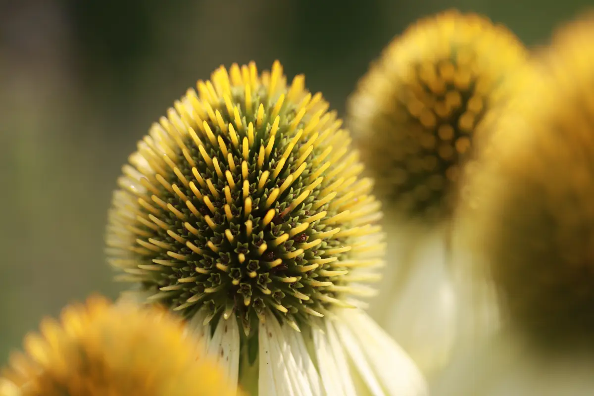 Pflanzen von Samira Müller Fotografie