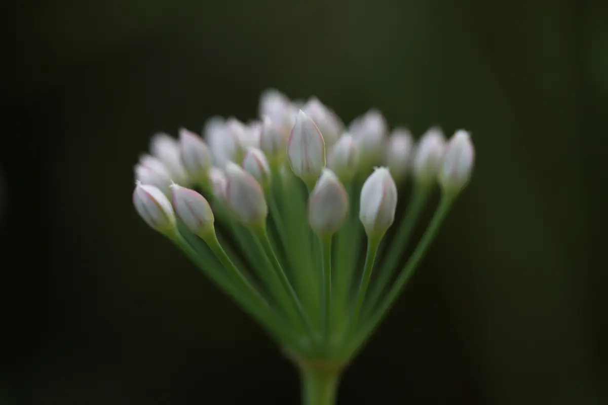 Pflanzen von Samira Müller Fotografie