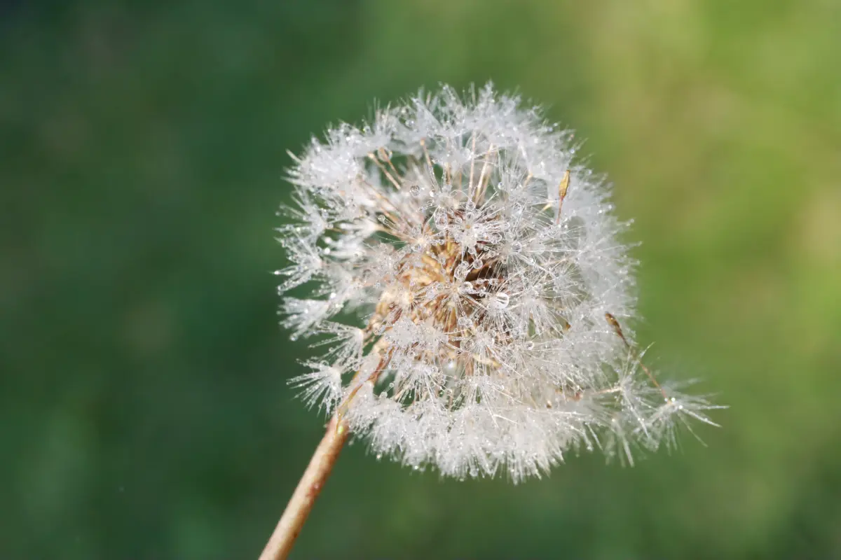 Pflanzen von Samira Müller Fotografie