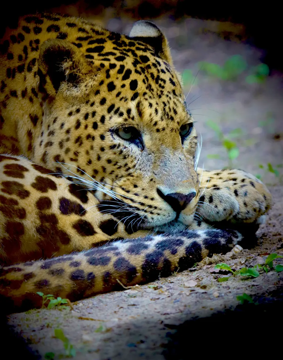 Tierfotografie von Samira Müller Fotografie