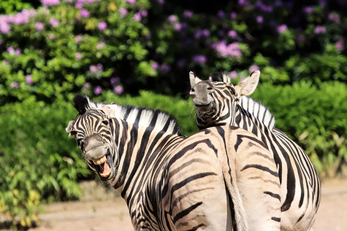 Tierfotografie von Samira Müller Fotografie