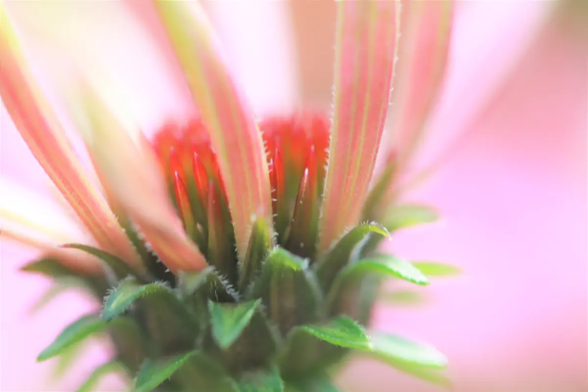 Pflanzen von Samira Müller Fotografie